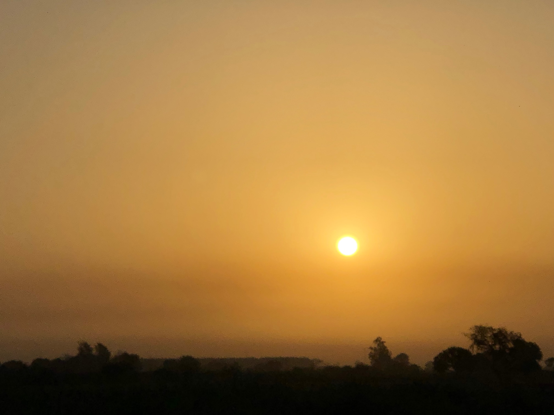 A serene golden sunrise over a quiet treeline